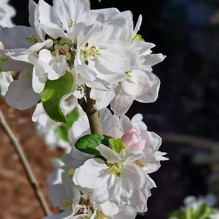 Adlerhorst In Eversen-heide Διαμέρισμα *