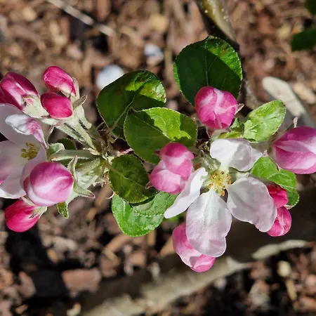 Adlerhorst In Eversen-heide