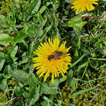 Adlerhorst In Eversen-heide Lejlighed *
