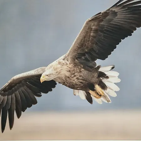 Adlerhorst In Eversen-heide