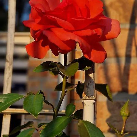 Adlerhorst In Eversen-heide Διαμέρισμα Eversen