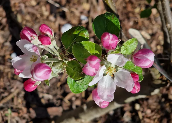 Adlerhorst In Eversen-heide