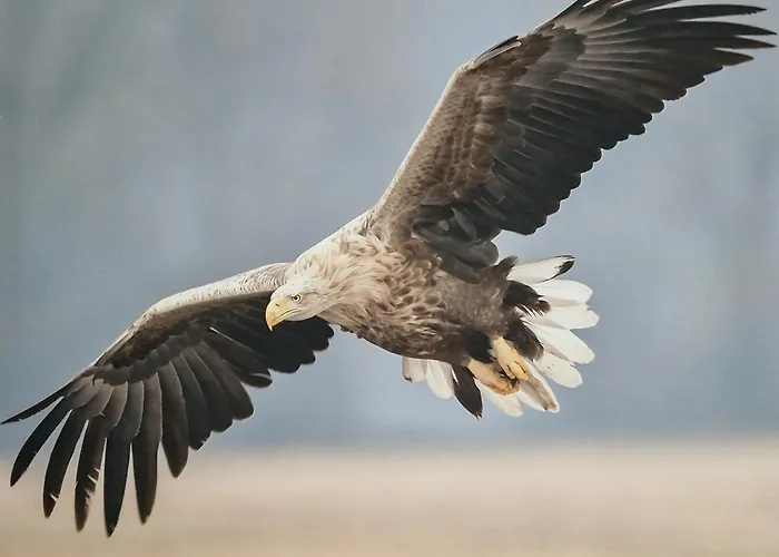 Adlerhorst In Eversen-heide